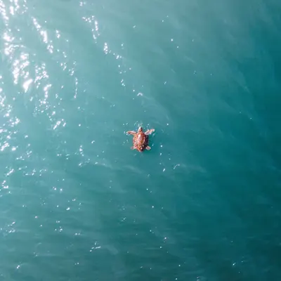 Aerial Animals #1