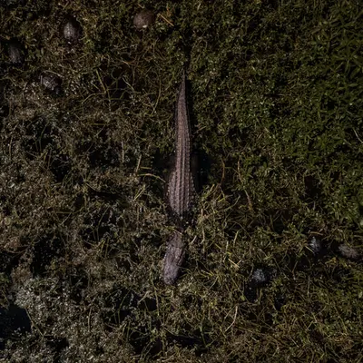 Aerial Animals #2