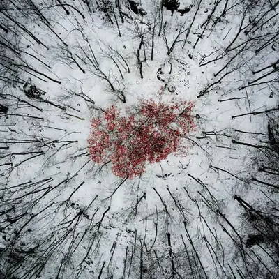 Frozen Dreams #19