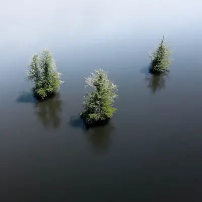 Trio of Tranquility