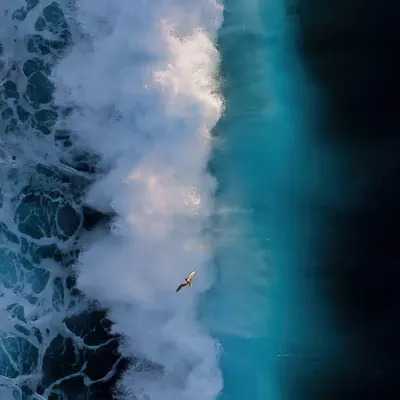 Ocean Phoenix