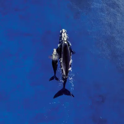 The Deep BLeU