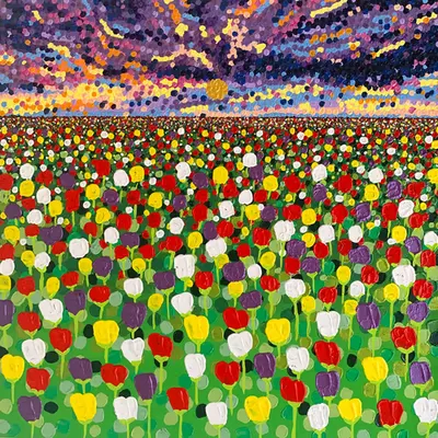 Tulip fields