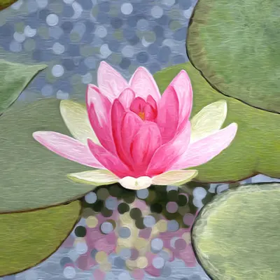 Lily water