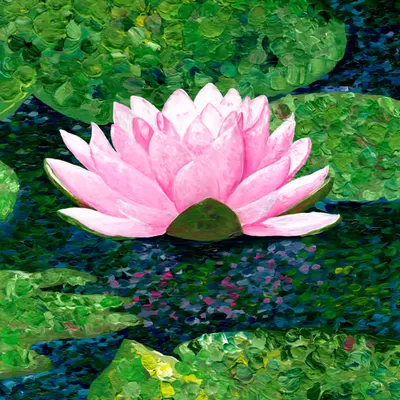 Lotus flower pond