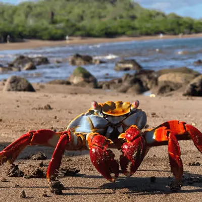 Crypto Crab