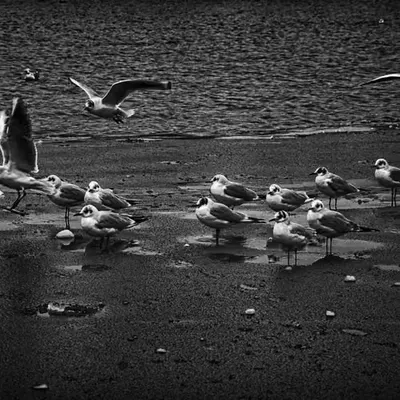 London in Monochrome 11