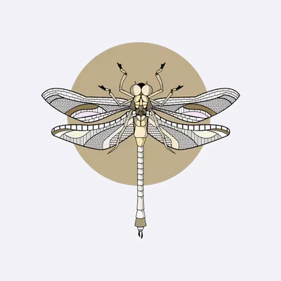 Anisoptera Tetradic: Basket Beige