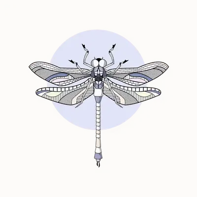Anisoptera Tetradic: Lavender