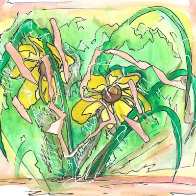 Sunflowers