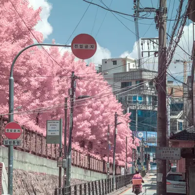 Pink Delivery