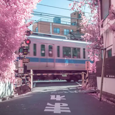 Tokyo Crossing