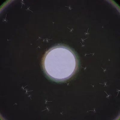 Dandelion Sky #5