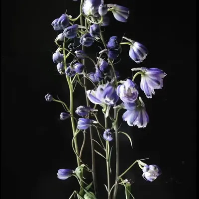 Flower Film #1