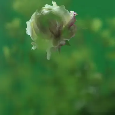Peony #1