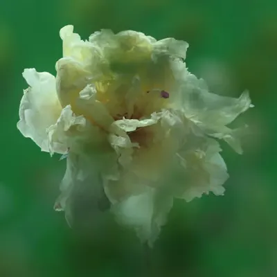 Peony #2