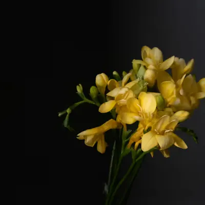 Freesia