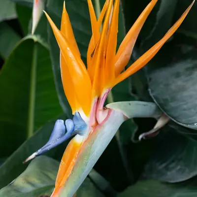 050