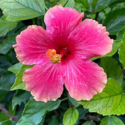 062