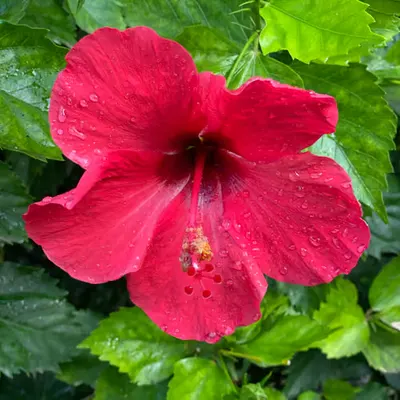 064