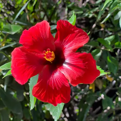 066
