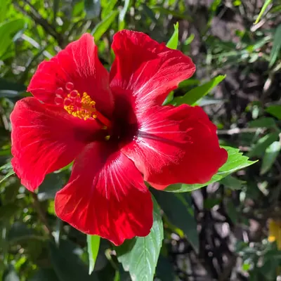 067