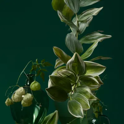 Summer Still Life 