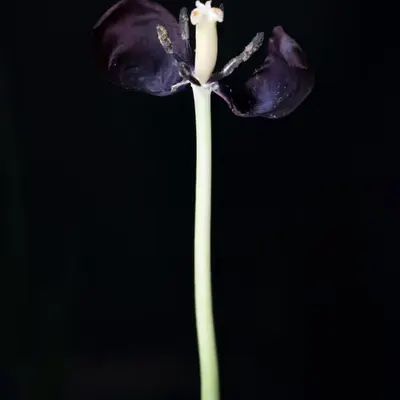 La Tulipe Noire