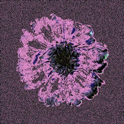 Gerbera Daisy Black