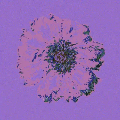 Gerbera Daisy Purple