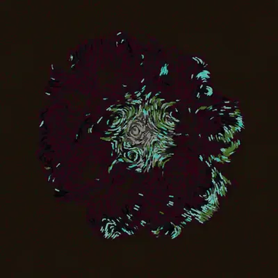 Gerbera Daisy Black 2