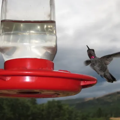 Ruby Throated
