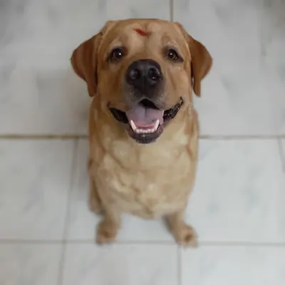 Vinu