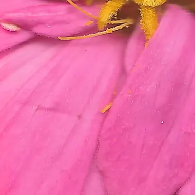 Zinnia Zoom