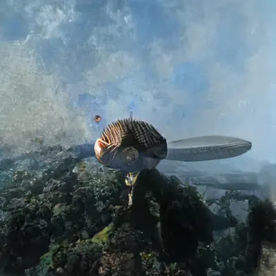 The Old Pufferfish & the Mysterious Type of Whale