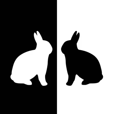 Black & White Life Of A Rabbit