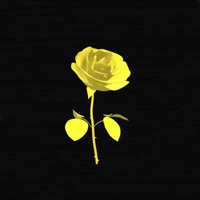 Missing Golden Rose